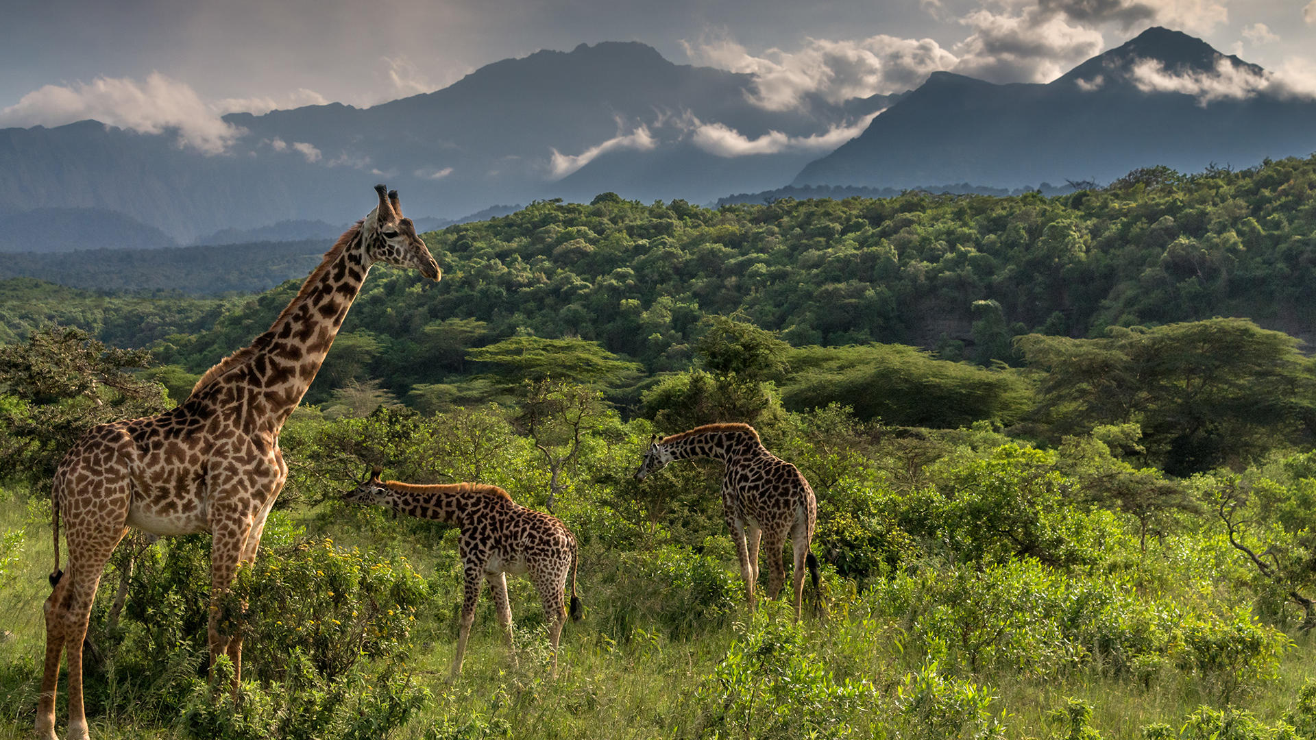Tanzania National Parks