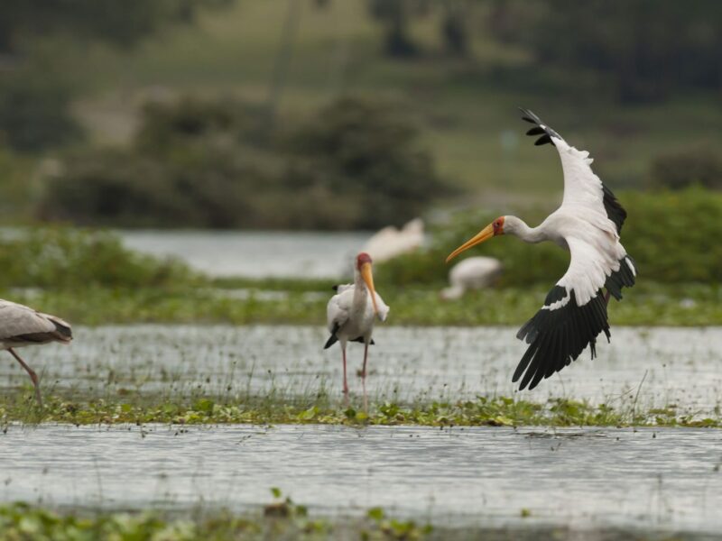 Lake Naivasha National Park Lake Naivasha National Park