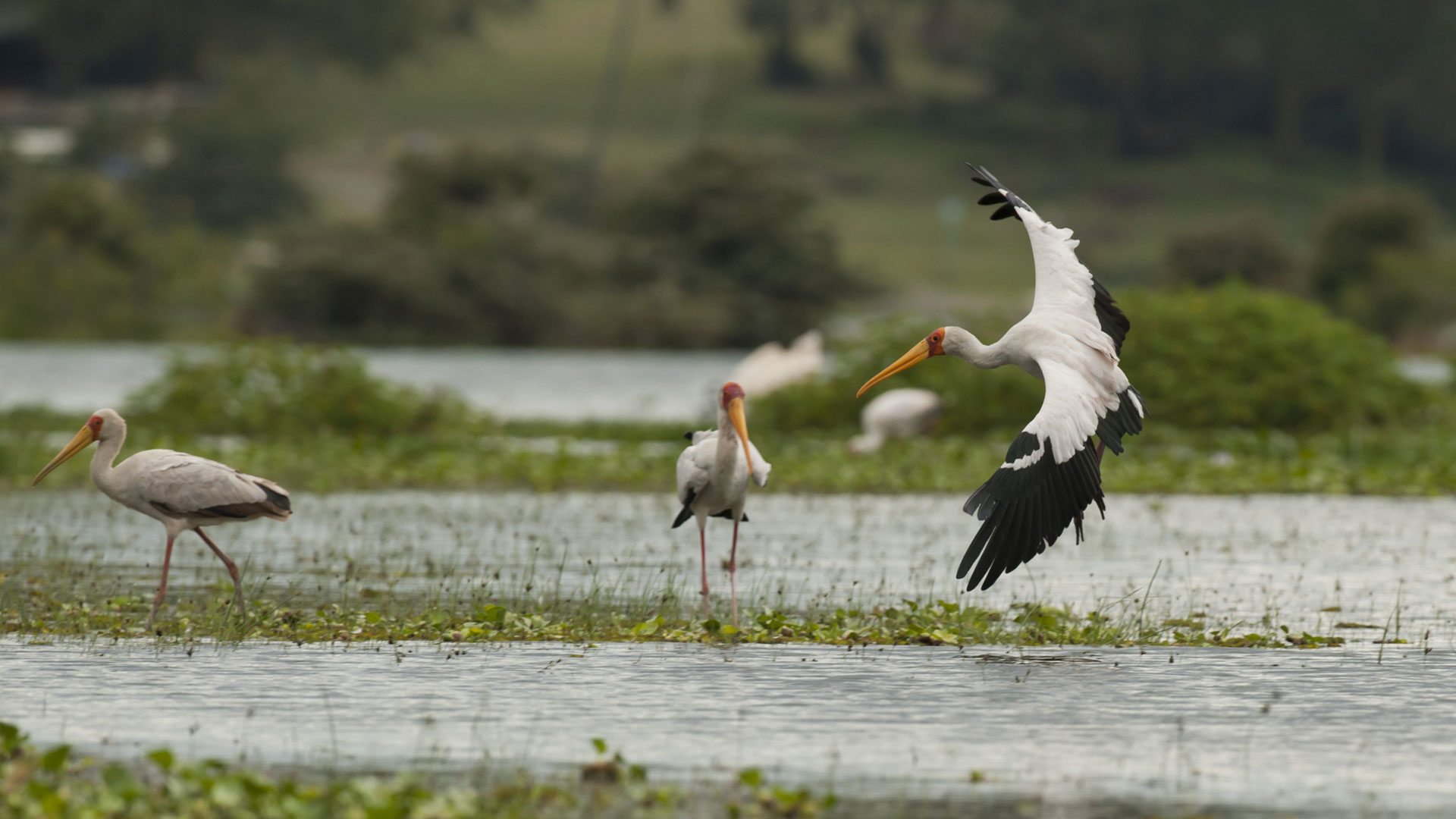Lake Naivasha National Park