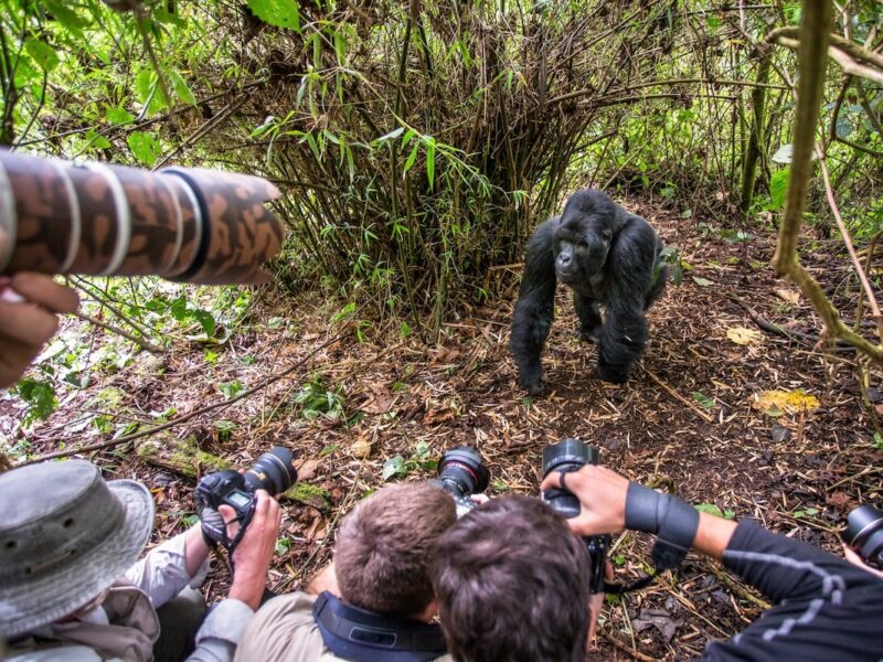 5-Day Rwanda Gorilla Trekking & Lake Kivu Tour