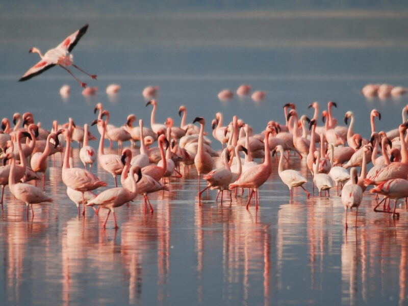 Lake Nakuru National Park Lake Nakuru National Park