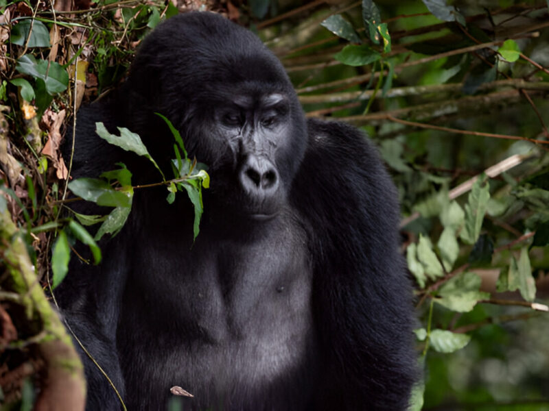 Gorilla Trekking Safaris Gorilla Trekking Safaris