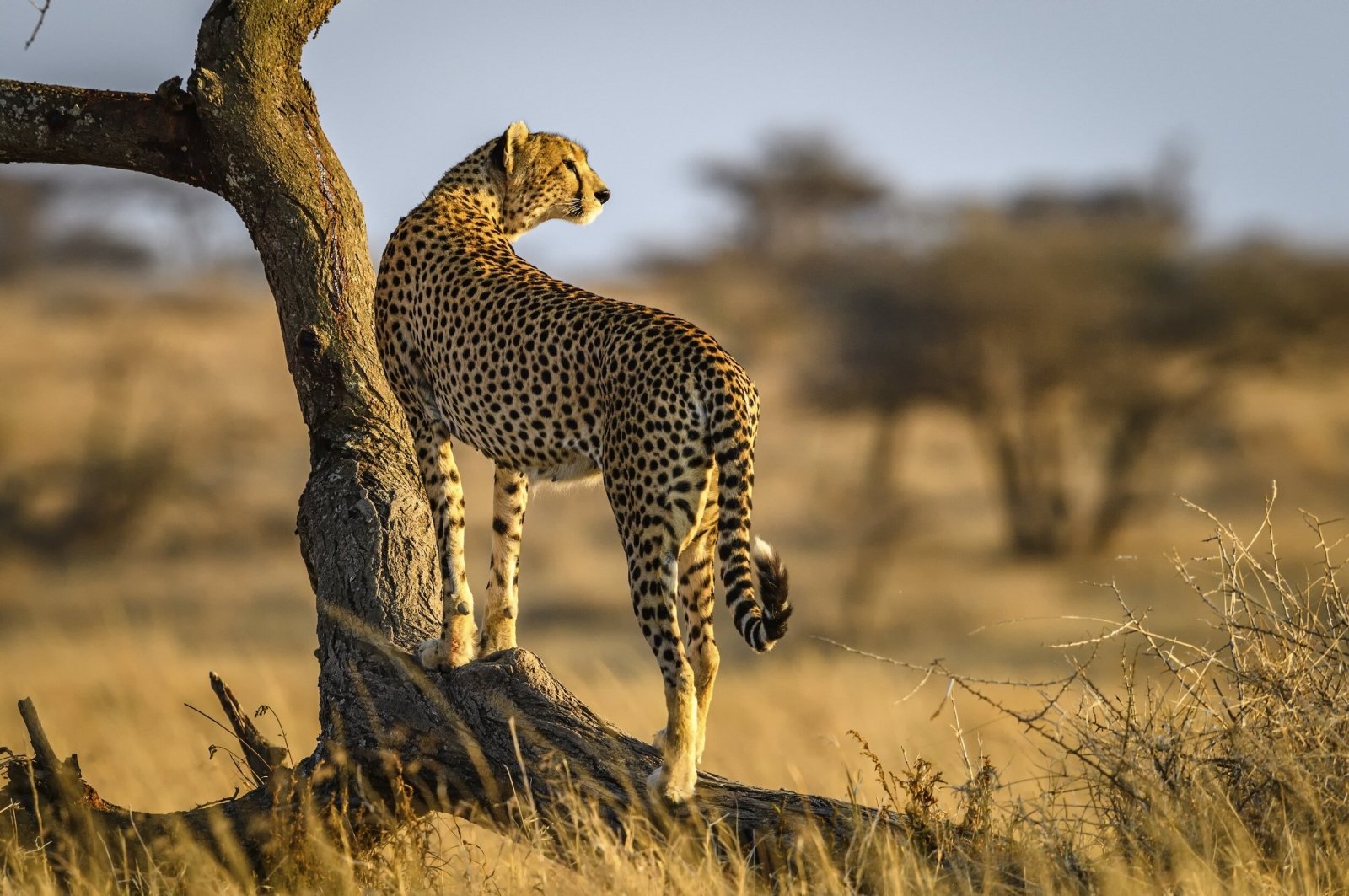 Tanzania Safari Adventures: