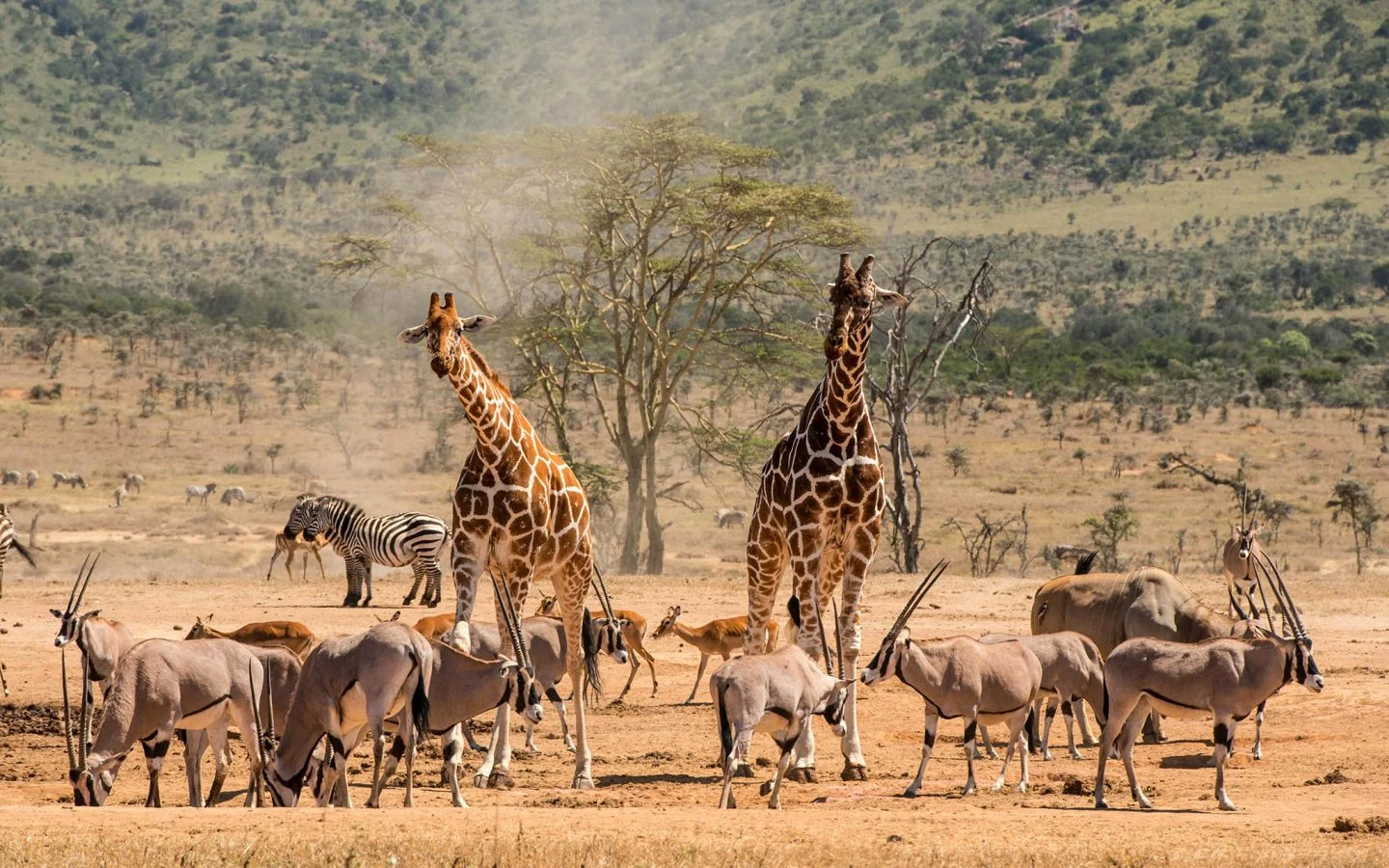 Kenya Safari Adventures