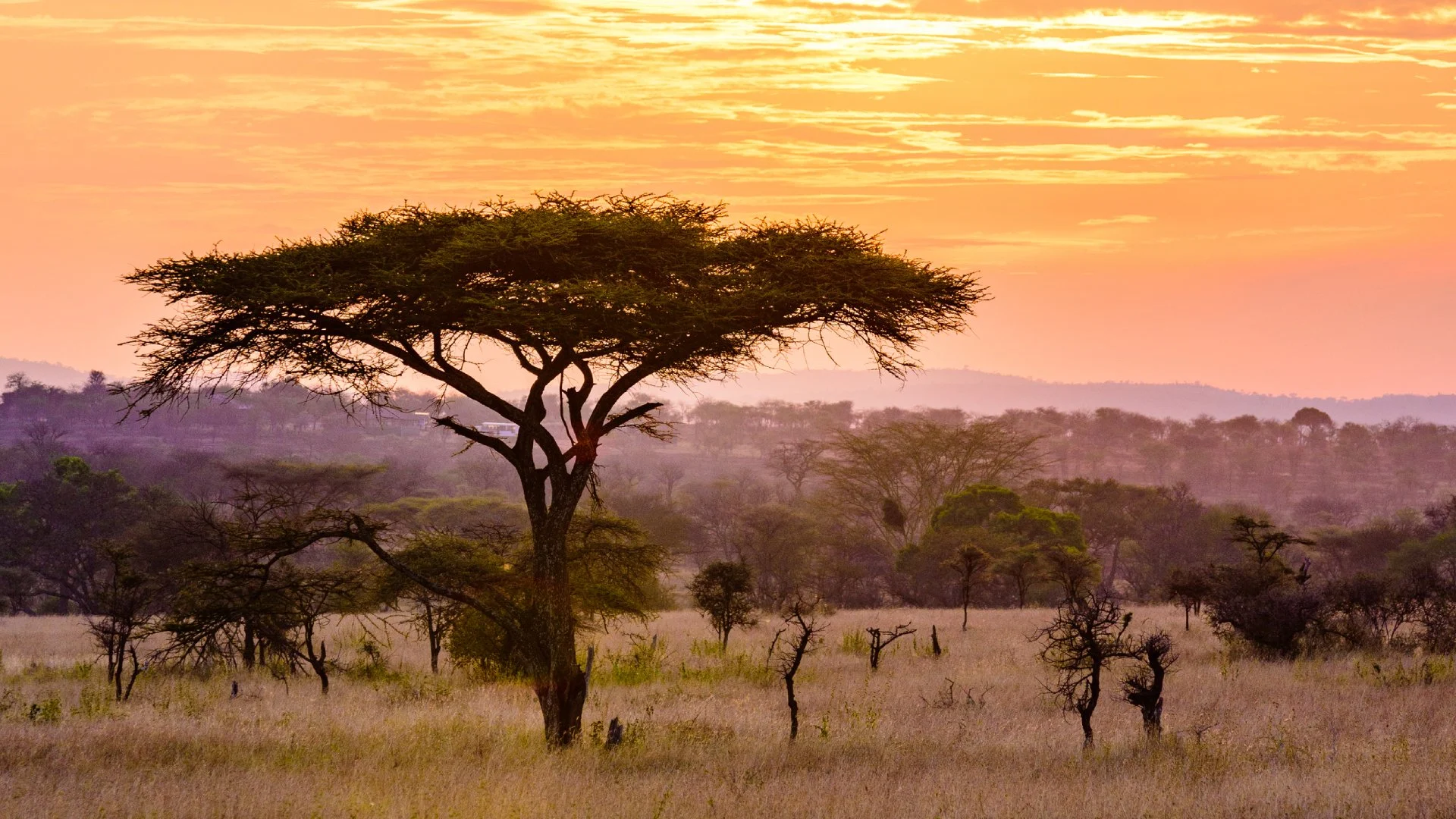 East Africa Safari Experiences