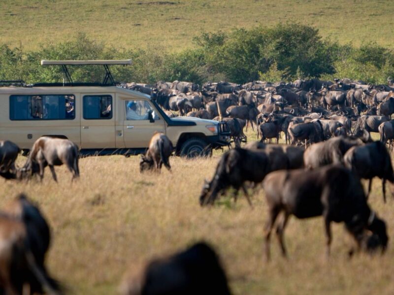 Great Migration Safaris Great Migration Safaris