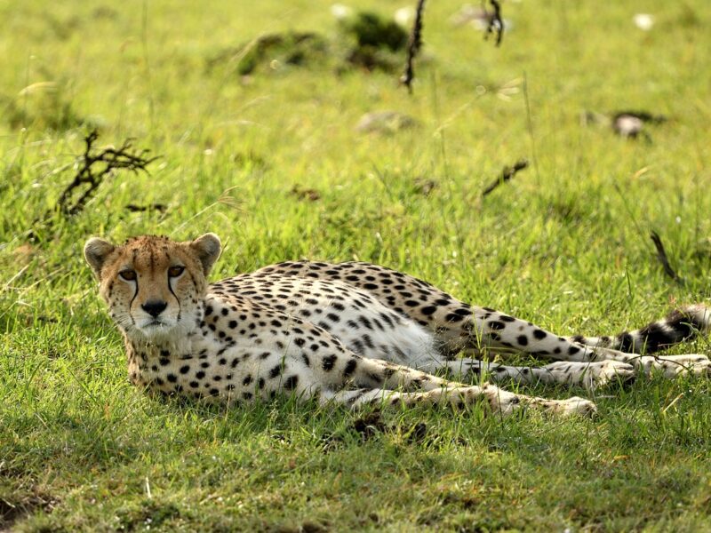 cheetah-7235574_1280 cheetah-7235574_1280