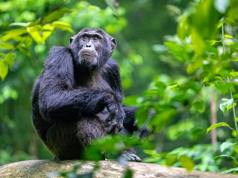 chimpanzee-tracking-in-Kibale-forest (1) Chimpanzee Tracking Safaris
