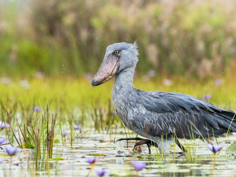 Bird Watching Safaris Bird Watching Safaris